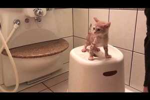 子猫がお風呂でおとなしく洗われる動画