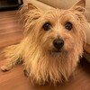 きなこ、我を張りすぎて叱られる