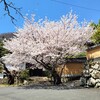 【京都】大原野、『勝持寺』に行ってきました。京都桜 京都観光 そうだ京都行こう