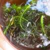 メダカの水替え