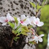 桜🌸と清洲城🏯