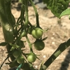 ミニトマト 実と挿し芽