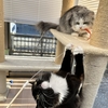 猫の家のおもちゃは本当に遊ぶ？ヨロコブラなど猫5匹が大興奮した名品レビュー