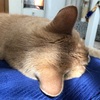 猫のゴロゴロ音はストレスを緩和する