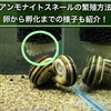 アンモナイトスネールの繁殖方法！卵から孵化迄の様子も紹介！