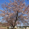 Fri.　大潟村の桜