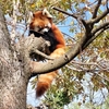 長野旅行2日目②:茶臼山動物園