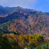 紅葉の島ノ下トンネルを潜り富良野を目指す、国鉄一般色のキハ40-1766を撮る！