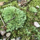 AM-POM-TANG DISCOVERY