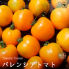 バレンシアとは？｜鮮やかなオレンジ色が美しい大玉トマト【固定種】
