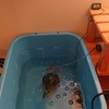 水質が安定するまでは早めの水換え