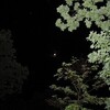 今夜の月