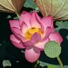 花が開くイメージで
