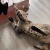 【ヘソ天でゴロン】保護猫 子猫のエル 成長記録 生後4ヶ月