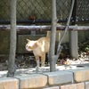 長崎旅行・番外編　「長崎は今日も猫だった」けど・・・