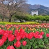 満開の桜とチューリップ、秦野水無川で花を見てきました