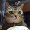 チョビちゃんの巻
