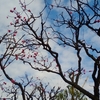 堀切菖蒲園の梅が見頃になりました。
