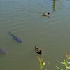 カルガモのヒナ発見！