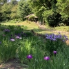 54. Japanese Irises