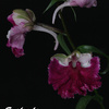 今日の花（2010.10.15）