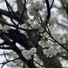 花盛りとリフォーマーピラティス
