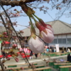 観桜会と紙芝居