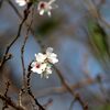 先週見た桜（ソメイヨシノ）
