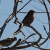 メキシコマシコ(House Finch)