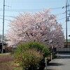 桜満開の日のコンクリート打ち