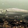 絶滅寸前の幻の魚｢トウェイト･シャッド｣：再び姿を見せた！ (BBC-News, May 7, 2021) 