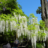 春日大社 萬葉植物園ツーリング