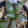 Haworthia comptoniana