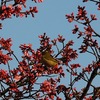 高崎城址公園周辺散歩　浅間山・オカメザクラ・メジロ・梅・桃