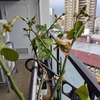 おうち菜園　定位置に戻す