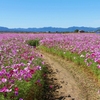 フォト・ライブラリー(498)山陽小野田市「花の海」のコスモス