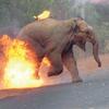 "地獄はここに" インドで続く「ゾウ vs. 人」の惨たらしさを象徴する一枚の写真