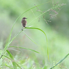 秋の渡り②ツツドリ、エゾビタキほか