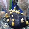 江ノ島水族館へフウセンウオを見に行ってみた。その後江ノ島散策。（藤沢市片瀬海岸）