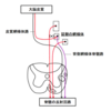 網様体脊髄路と前庭脊髄路から筋緊張の制御メカニズムを理解しよう