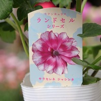 おしゃれな寄せ植えにピッタリ！ラナンキュラス ランドセル シリーズ