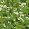 蕎麦と秋桜