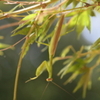 田平昆虫自然園