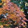 東山動植物園の紅葉