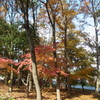 里山公園まつり