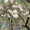 県庁の枝垂桜と山桜、アセビ