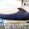 プラスチックが原因でクジラが死亡