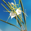 Brassavola Little Stars 　斑入　 (variegated orchid)