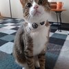お客様のお姿をご紹介(ΦωΦ)： 家紋柄猫用バンダナ風首輪（角カンあり）