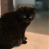 iPhoneでの猫の撮り方